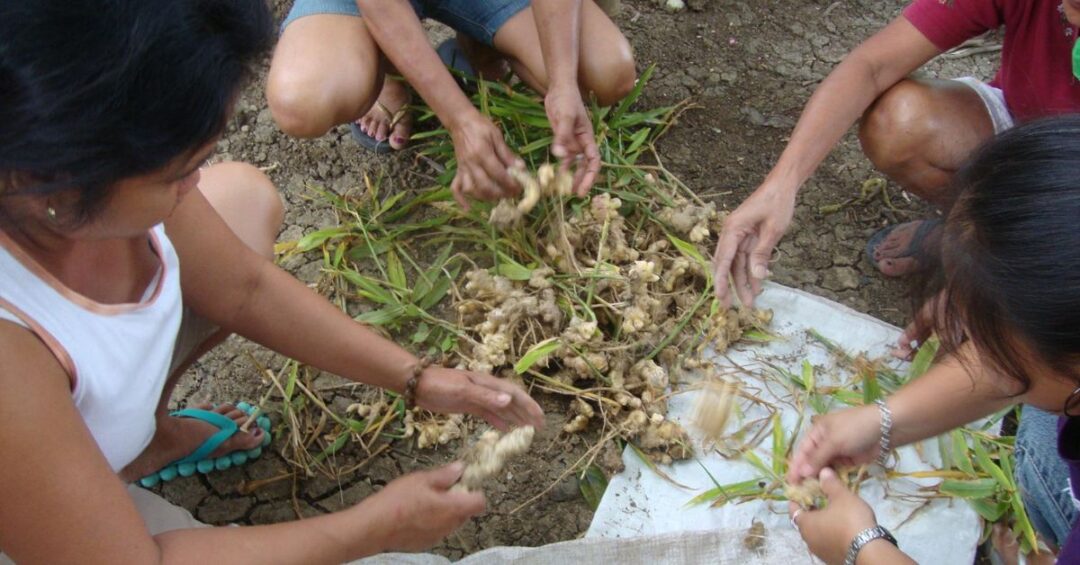 Alay Kapwa Ecological Advocacies Caritas Gumaca Philippines