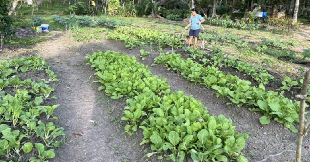 Caritas Gumaca Livelihood