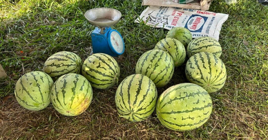 Caritas Gumaca Livelihood Plants and Fruits