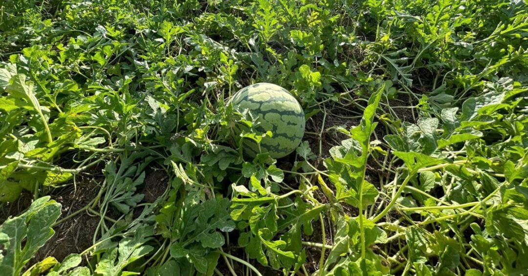 Caritas Gumaca Livelihood Watermelon Plants